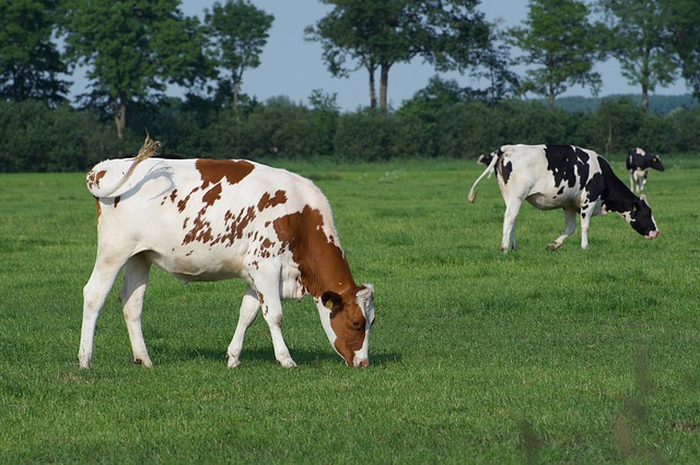牧場の牛二頭