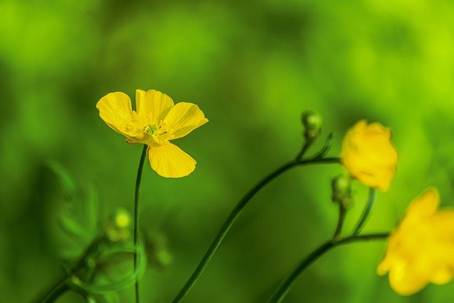 黄色い花と葉