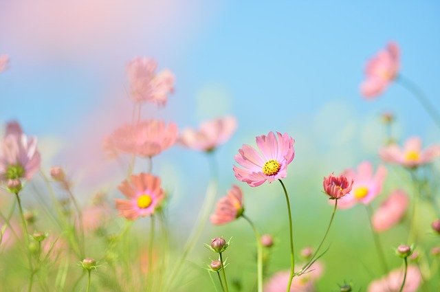 青空とピンクの花