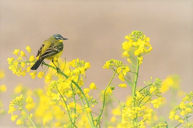 小鳥　黄色　花