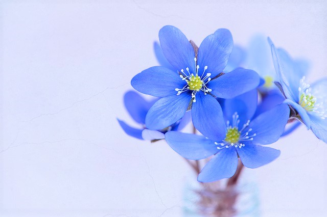 青い花と花瓶