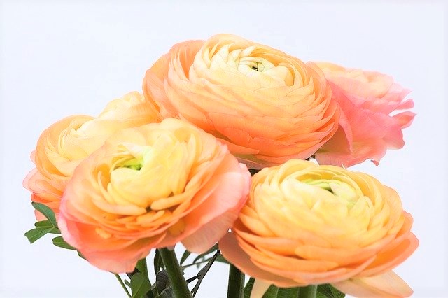 サーモンピンクの花