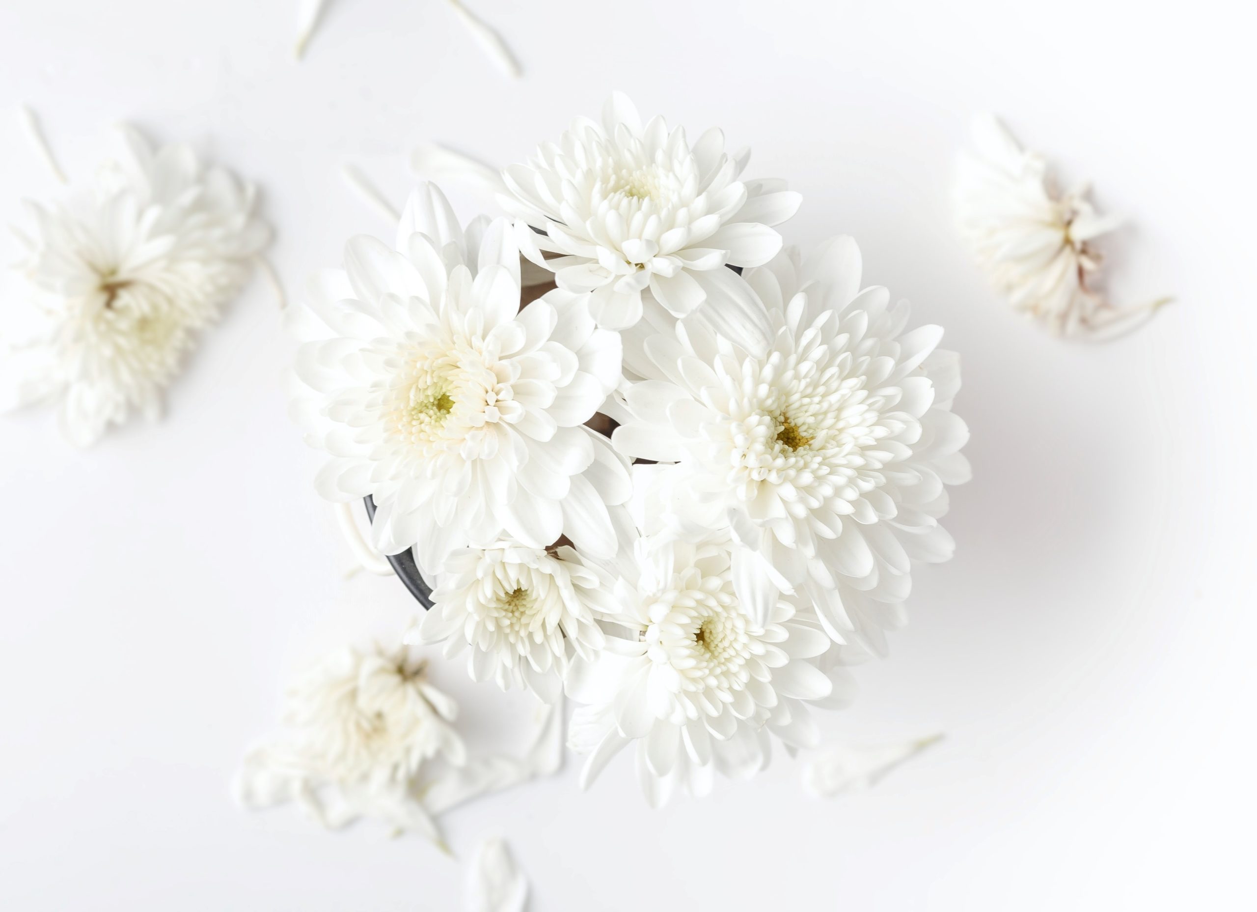 白　ホワイト　花