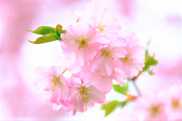 桜　さくら