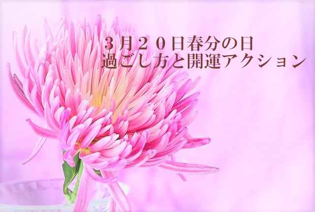 春分の日　菊