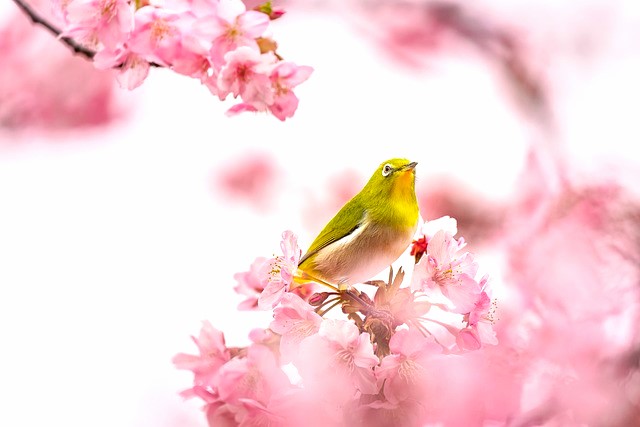 春　桜　小鳥