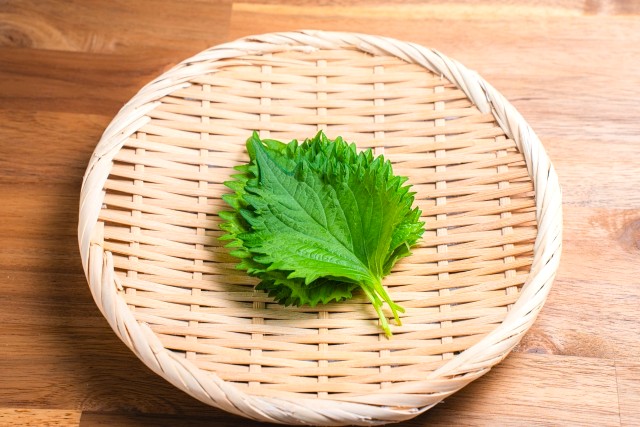 しそ 大葉 薬味